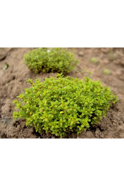 Тим`ян / Чебрець лимонний Ауреа | Thymus citriodorus Aurea | Тимьян / Чабрец лимонный Ауреа