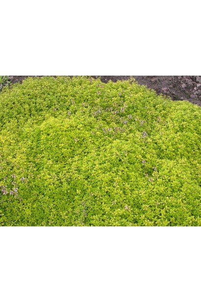 Тим`ян / Чебрець лимонний Ауреа | Thymus citriodorus Aurea | Тимьян / Чабрец лимонный Ауреа