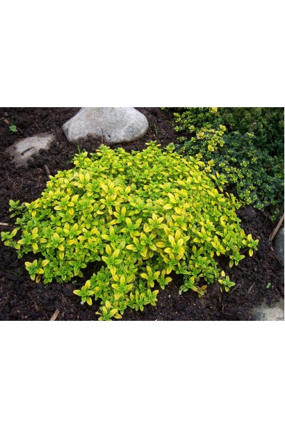 Тим`ян / Чебрець лимонний Ауреа | Thymus citriodorus Aurea | Тимьян / Чабрец лимонный Ауреа