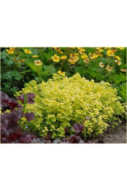 Тим`ян / Чебрець лимонний Ауреа | Thymus citriodorus Aurea | Тимьян / Чабрец лимонный Ауреа