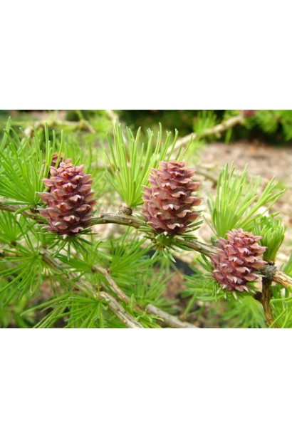 Модрина Хорстманн Рекурвед бурі шишки яйцевидної форми