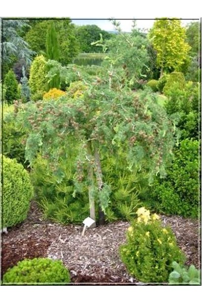 Модрина європейська Хорстманн Рекурвед на штамбі в ландшафті