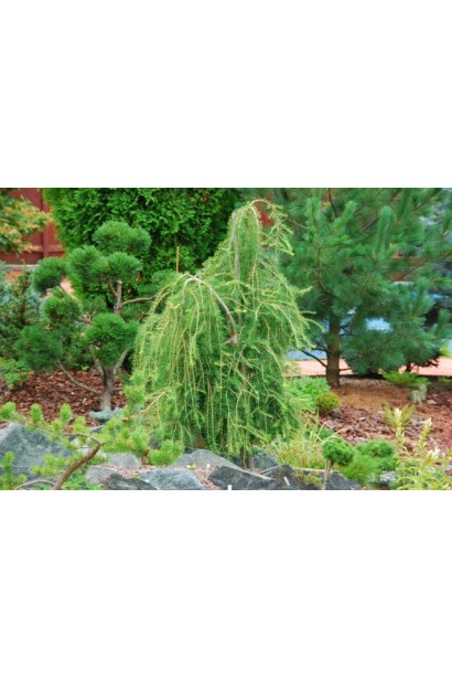 Модрина плакуча Horstmann Recurved щеплена на штамб