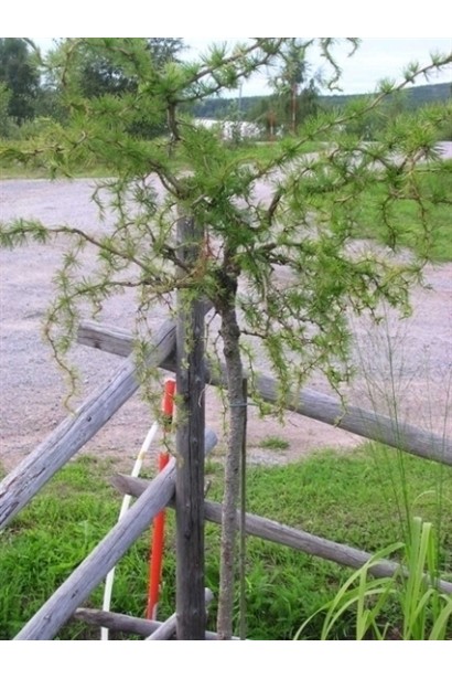 Декоративний штамбовий сорт модрини Horstmann Recurved