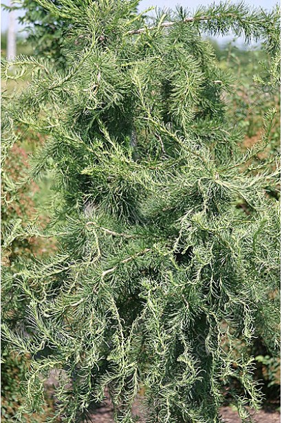 Модрина європейська Хорстманн Рекурвед на штамбі