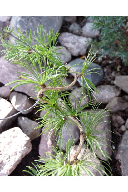 Модрина європейська Хорстманн Рекурвед кручені пагони