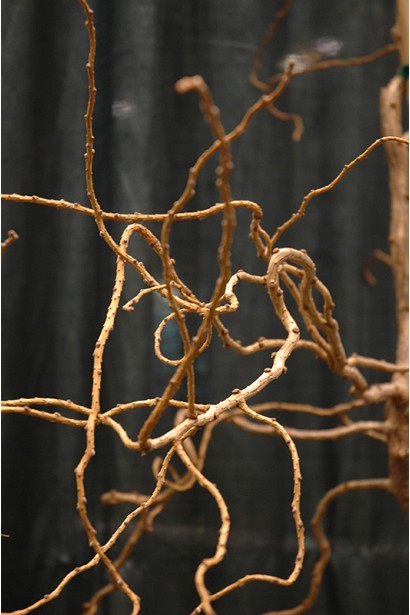 Модрина Хорстманн Рекурвед химерно вигнуті гілки