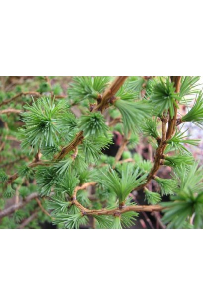 Модрина європейська Хорстманн Рекурвед мяка ніжно-зелена хвоя з блакитним відтінком