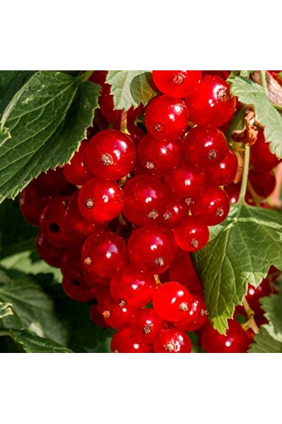 Смородина Ровада – великі червоні ягоди