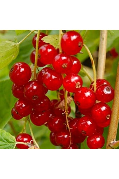 Смородина червона Ровада – солодкий і соковитий урожай