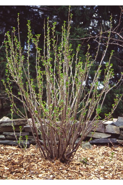 Смородина рібес рубрум ровада