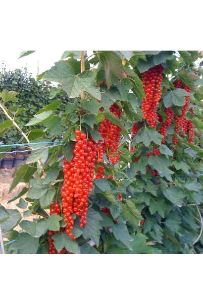 Смородина Ровада – грона із щільно розташованими ягодами