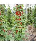 Смородина червона Ровада | Ribes rubrum Rovada | Смородина красная Ровада