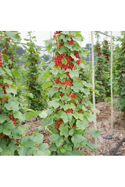 Смородина червона Ровада – декоративний і врожайний кущ