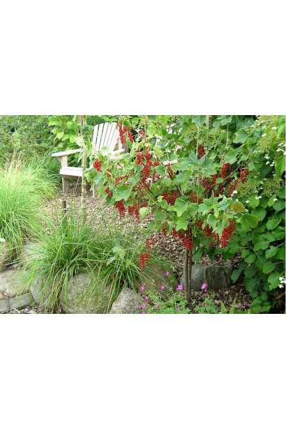 Смородина червона Ровада – ягідна класика для саду