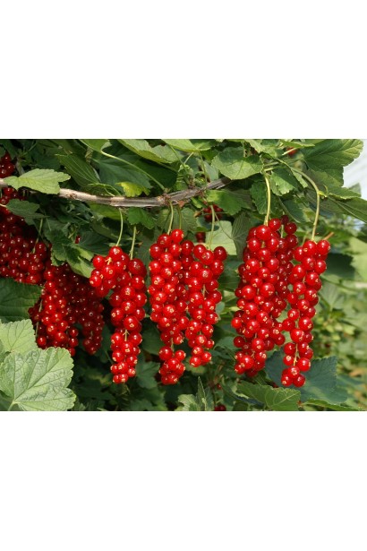 Ribes rubrum Rovada – сорт із довгими гронами