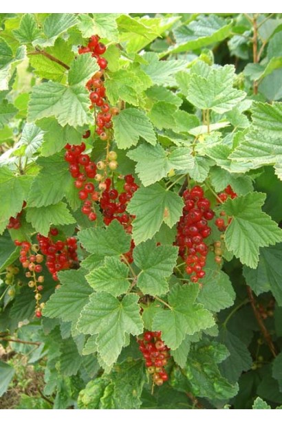 Смородина Ровада – універсальний сорт для саду