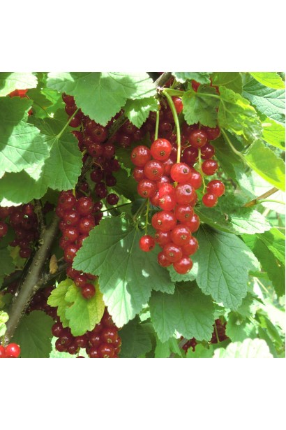 Смородина червона Ровада – пізній сорт із великим врожаєм