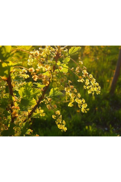 Цвіт смородини червона Ровада