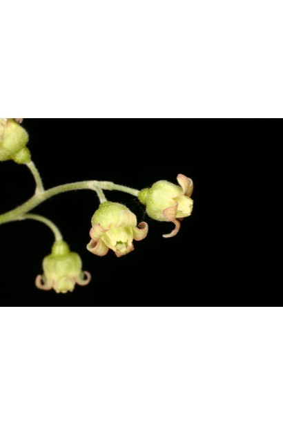 Смородина червона Ровада