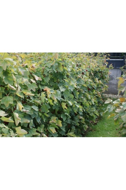 Кущ смородини червона Ровада