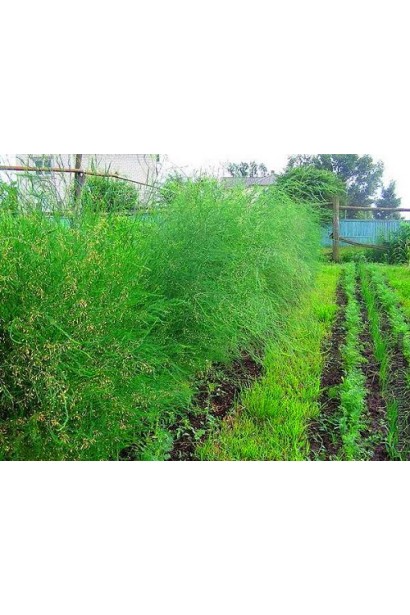 Холодок заячий посадка в поле