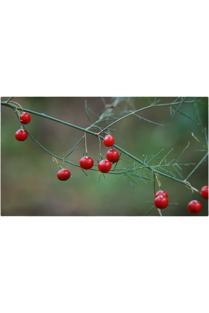 Холодок заячий ягоды