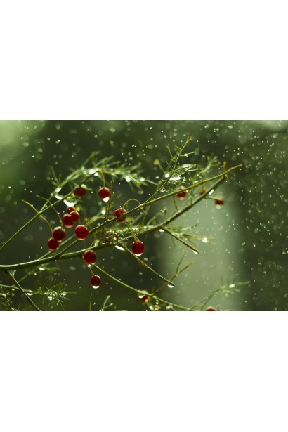 Аспарагус оранжевые плоды