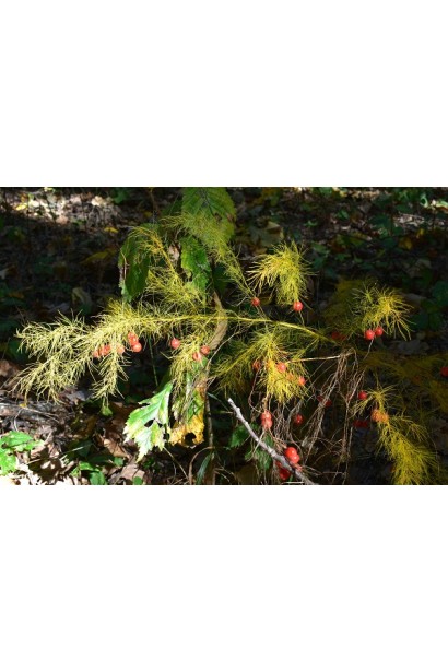 Холодок заячий осенью