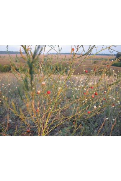 Аспарагус перистый/Спаржа/Холодок заячий