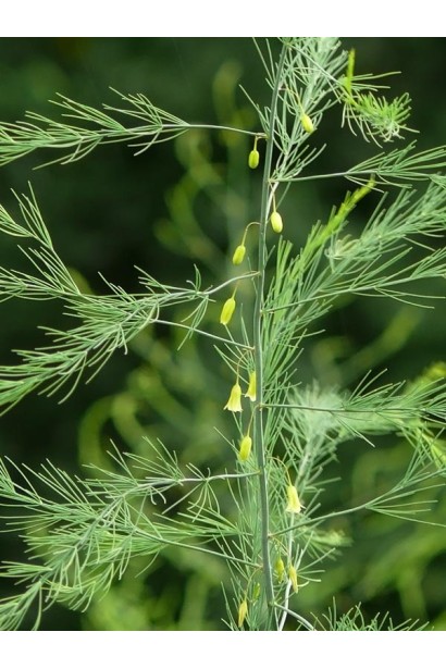 Asparagus plumosus цветы
