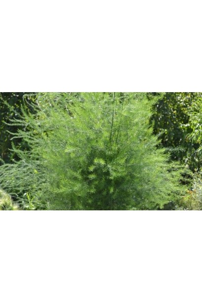 Холодок заячий куст