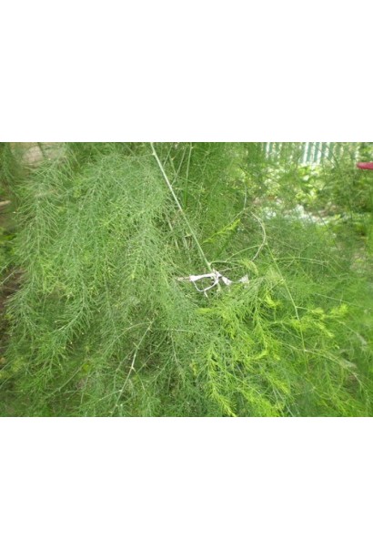 Аспарагус перистый/Спаржа/Холодок заячий