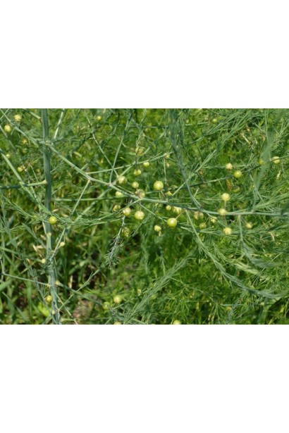 Зеленые плоды аспарагуса