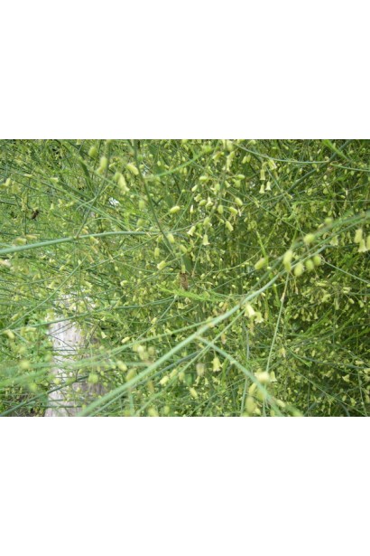 Аспарагус перистый