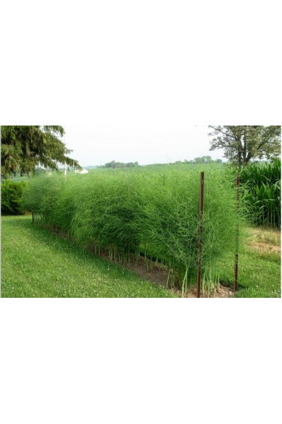 Холодок заячий в ландшафте