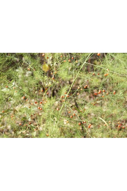 Спаржа / Холодок заячий