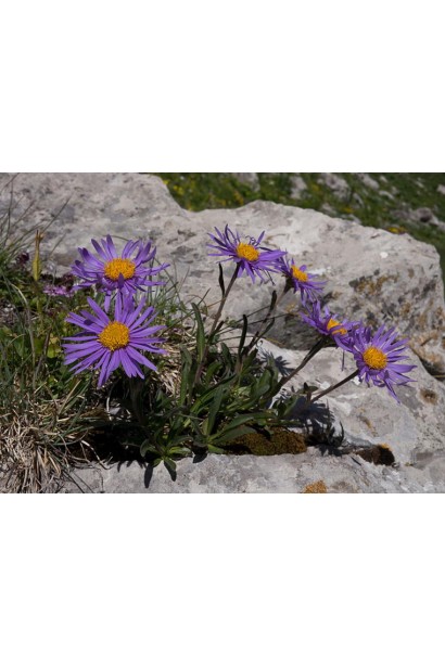  Aster alpinus Glory
