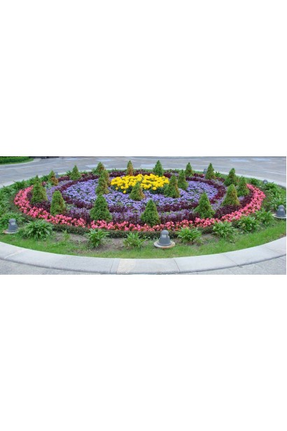 Айстра Глорія посадка на клумбі