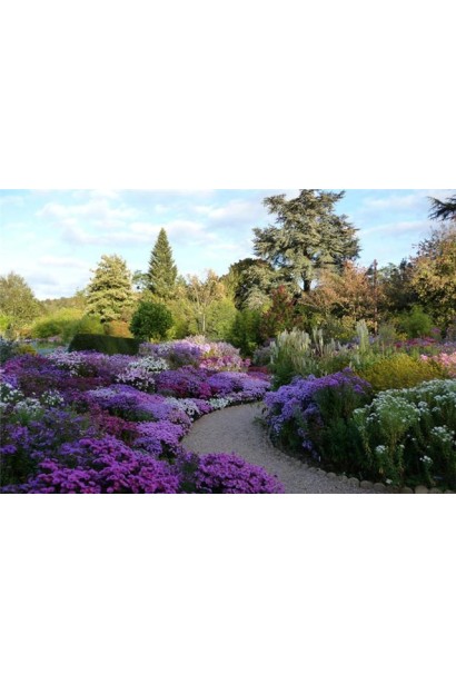 Морозец Глорія ландшафтний дизайн