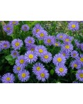 Астра Глория голубовато-фиолетовые цветы