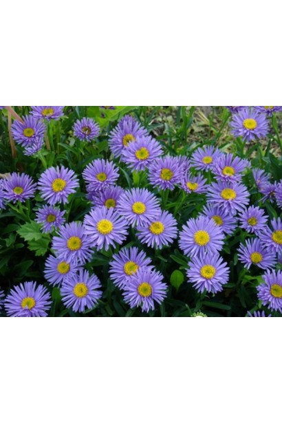 Айстра Глорія блакитно-фіолетові квіти