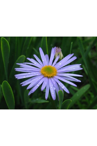 Блакитна альпійська маргаритка