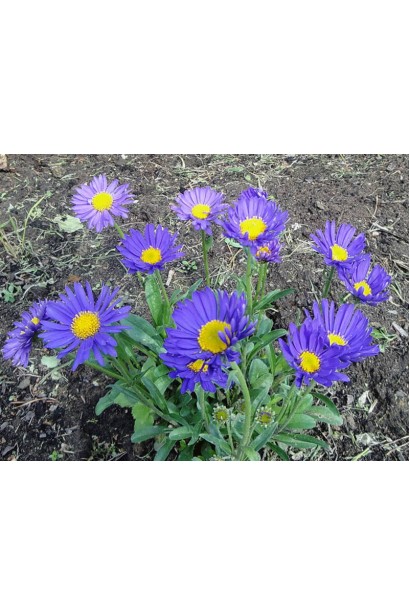 Айстра Глорія багаторічник