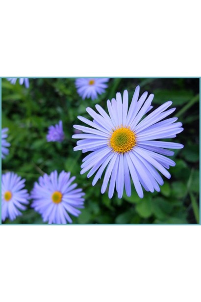 Айстра альпійська Глорія квіти