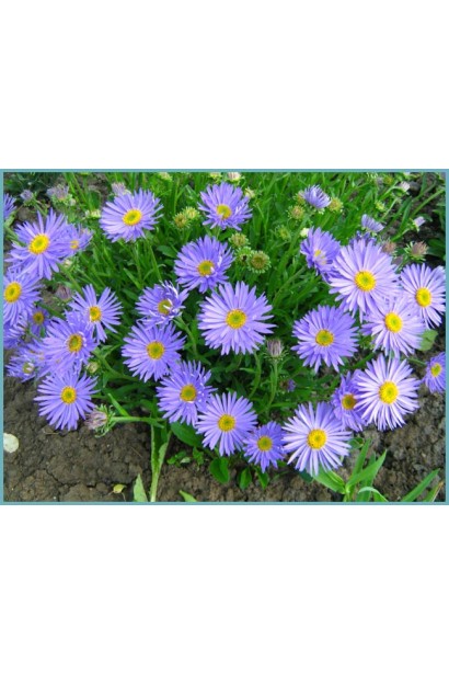 Блакитний Морозець цвітіння