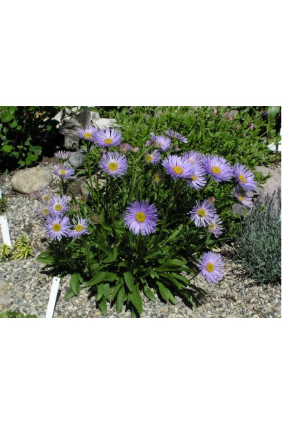 Айстра Глорія в ландшафті