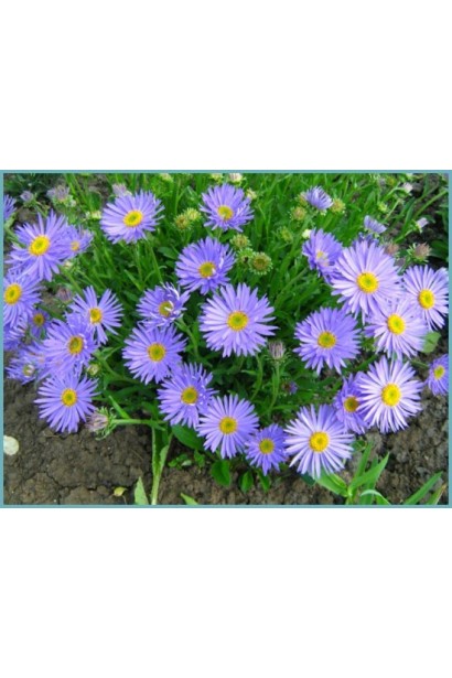 Айстра альпійська / Морозець Глорія 