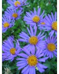 Голубые цветы Aster alpinus Glory
