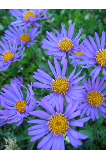 Блакитні квіти  Aster alpinus Glory
